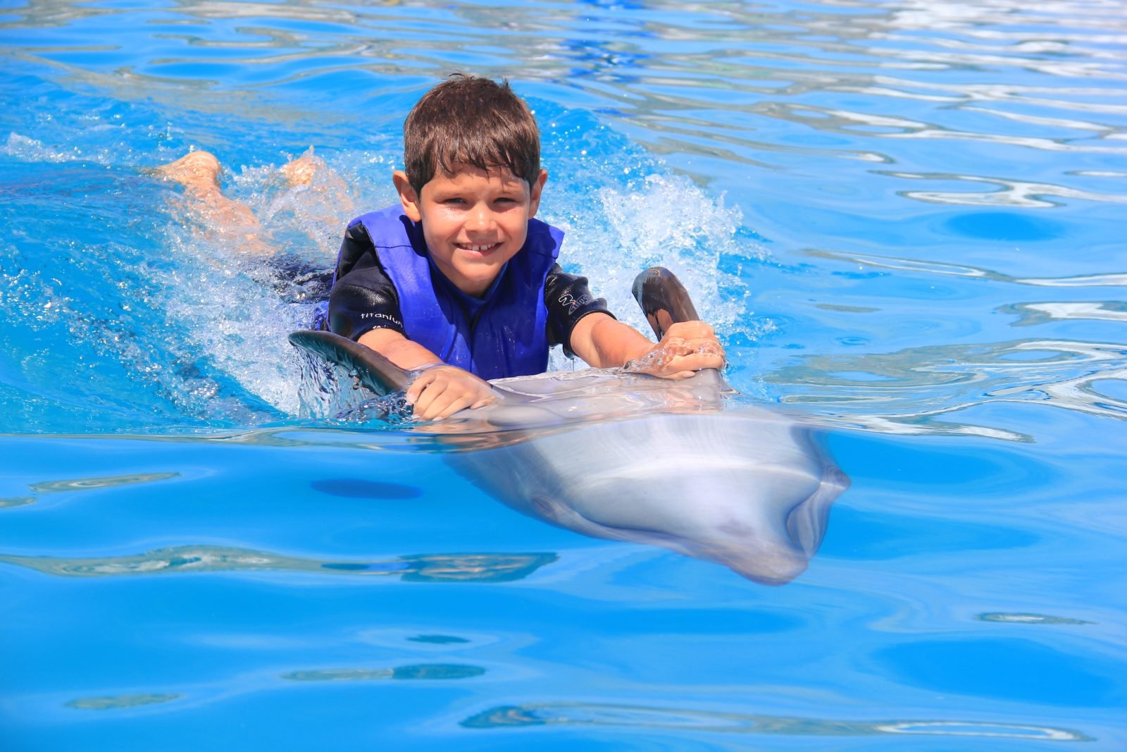 Dolphins Explorer